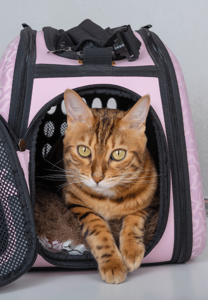 Traveling with Pets? Tips from a Veterinarian in St. Charles for a Safe Summer Trip